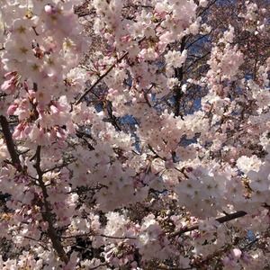 Meet your Posher, Deborah